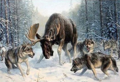 Malowanie za pomocą liczb Łoś z wilkami
